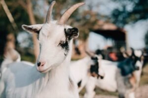 goat farming subsidy in punjab​